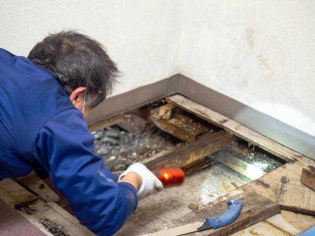 Mold Removal Process in Greentree, NJ