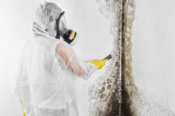 Best Attic Mold Removal  in Greentree, NJ