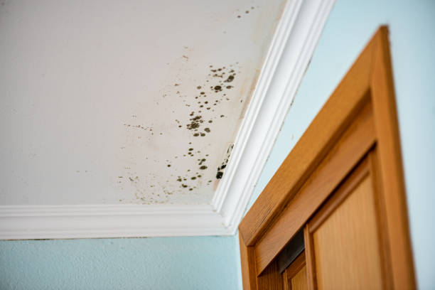 Best Certified Mold Removal  in Greentree, NJ