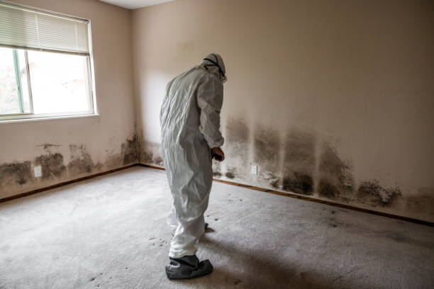 Best Fast Mold Removal  in Greentree, NJ