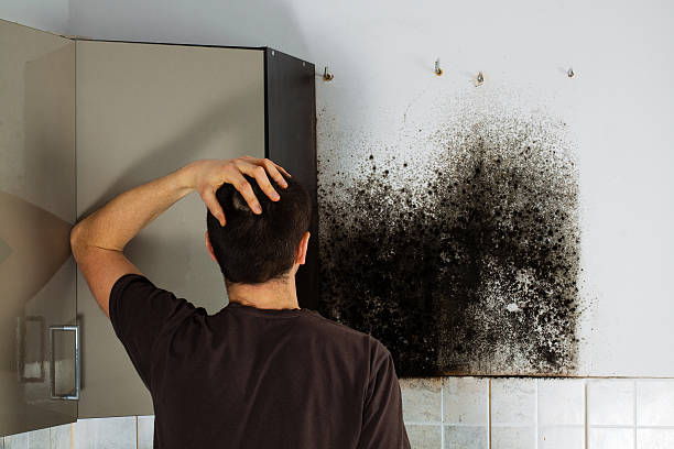 Best Professional Mold Removal  in Greentree, NJ