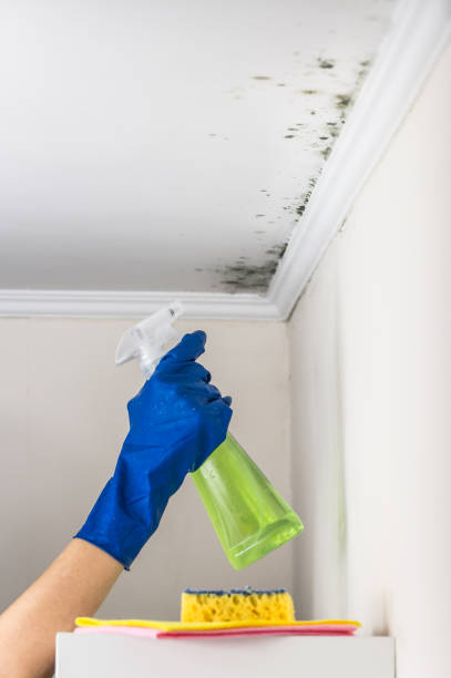 Best Mold Damage Repair  in Greentree, NJ