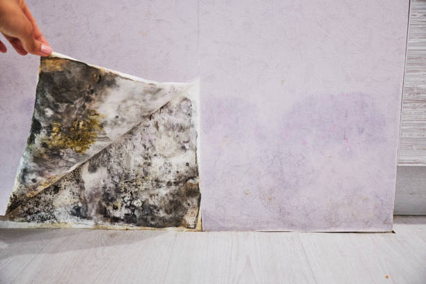 Best Emergency Mold Removal  in Greentree, NJ